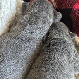 French Bulldogs from SC colored french bulldogs