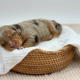 Boy 1 - Red merle male Aussiedoodle puppy in Manteca, California from Silva Ranch Doodles