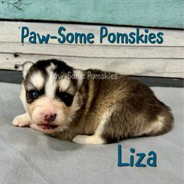 Liza - Silver and white female Pomsky puppy in Krum, Texas from Paw-Some Pomskies