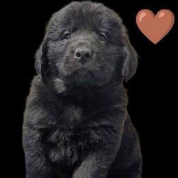 Black Newfoundland Male Brown Collar - Black male Newfoundland puppy in Burfordville, Missouri from Umfleet Farms