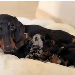 LOLA - Dachshund