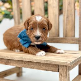 Oleander - Red  male Goldendoodle puppy in Queen Creek, Arizona from Goldendoodle AZ