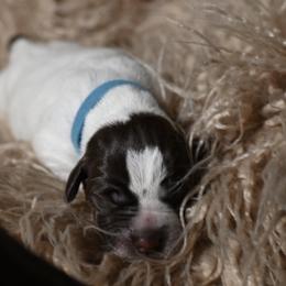 Everest- Light Blue Collar - Brown and gray female Wirehaired Pointing Griffon puppy in Menan, Idaho from Star•CH Wirehaired Pointing Griffons