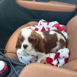 Boy 1 - Cavalier King Charles Spaniel puppy from Sweet Heart Cavaliers