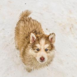 Chihowa Keleli - male Native American Indian Dog puppy in Brimfield, Massachusetts from Seven Sisters Canids
