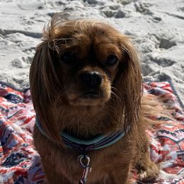 Cavalier King Charles Spaniels from Ruby’s Coastal Cavaliers