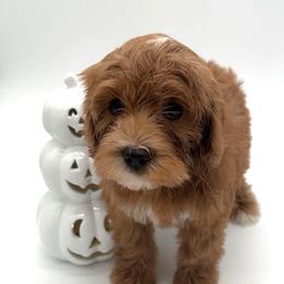 Georgia - Red female Australian Labradoodle puppy in Denton, Texas from Dignity Labradoodles