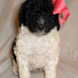 Dakota - Parti female Goldendoodle puppy in Saint Louis, Missouri from Jax Doodles