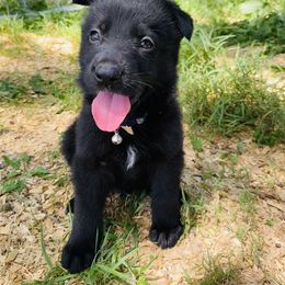 German Shepherd Puppies from Benton K-9 Breeding