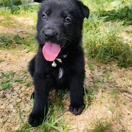 German Shepherd Puppies from Benton K-9 Breeding