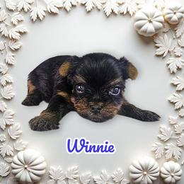 Winnie - Blue and gold female Yorkshire Terrier puppy in Denver, Colorado from Totty's Tiny Paws