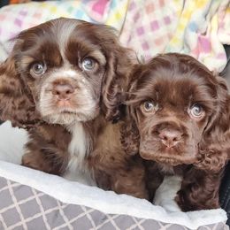 Boston Terrier and Cocker Spaniel Puppies from Down in the Holler