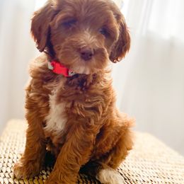 Goldendoodle Puppies from Mumzee Doodles