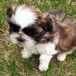 Shih Tzu Puppies from Angie’s Teddy Bear Puppies