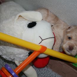 Australian Labradoodle Puppies from Windsor Creek Labradoodles