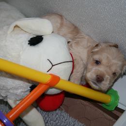 Australian Labradoodle Puppies from Windsor Creek Labradoodles