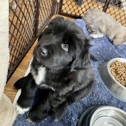 Tibetan Mastiff Puppies from Kunlun Tibetan Mastiffs