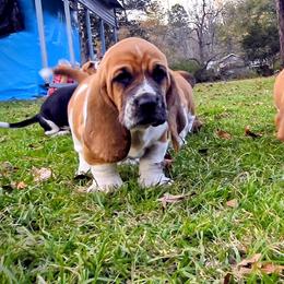 Basset Hound Puppies from Walkers Catuna Bassett Hounds