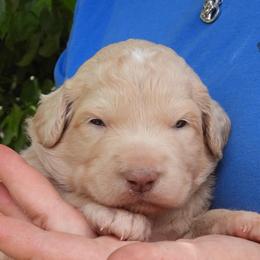 Turbo - Cream male Pyredoodle puppy in Prescott, Washington from Washington Pyredoodles