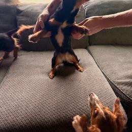Lucy - Black and tan female Dachshund puppy in Gaston, Indiana from Sunshine’s Dachshunds