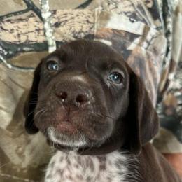 Girl 4 - Liver roan female German Shorthaired Pointer puppy in Beaverdam, Virginia from Harts Hill Kennel