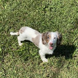 Maypearl - Dachshund