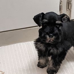 Miniature Schnauzer Puppies from Pawesome Pups