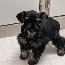 Miniature Schnauzer Puppies from Pawesome Pups