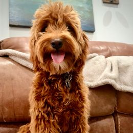 Teddy - Goldendoodle