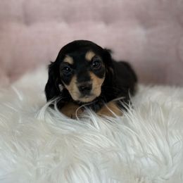Lyra - Black and cream female Dachshund puppy in Mc Donough, Georgia from Hot Diggity Doxies