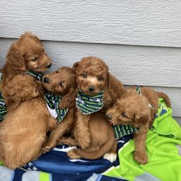 Goldendoodle and Poodle Puppies from South Sound Doodles