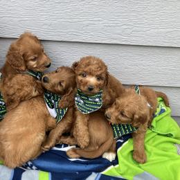 Goldendoodle and Poodle Puppies from South Sound Doodles