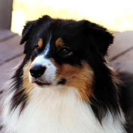 Jackson - Australian Shepherd