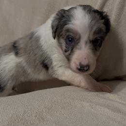 Carley girl - Blue merle female Border Collie puppy in Fairview, Tennessee from Hoffman Forest Acres LLC