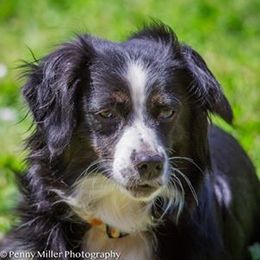 Miniature Australian Shepherd All Grown Up from Tincture of Thyme