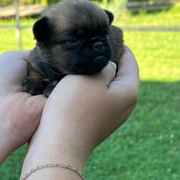 Boy Black Collar - Red male Brussels Griffon puppy in Grove, Oklahoma from Critter918