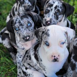 Catahoula Leopard Dog Puppies from Peach Tree Catahoulas