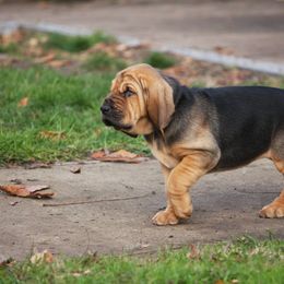 Bloodhound Puppies from Sleepy Hollow Hounds