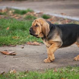 Bloodhound Puppies from Sleepy Hollow Hounds