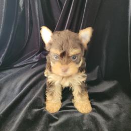 Lazy - Chocolate and tan female Yorkshire Terrier puppy in Buda, Texas from BIOLA'S YORKIES