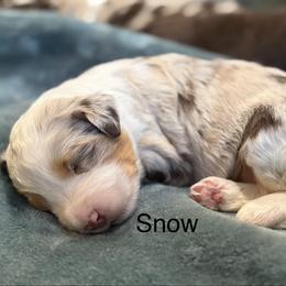 Snow - Red merle female Aussiedoodle puppy in Mountain Home, Arkansas from White River Doodles