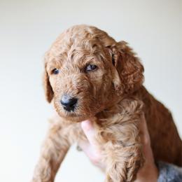 Winifred - Yellow collar - Cream female Goldendoodle puppy in Puyallup, Washington from Dawnie’s Doodles