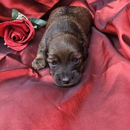 Chipmunk - Sable female Dachshund puppy in Richburg, New York from Granny's babies