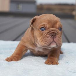 Arctic - Lilac tri-color male Bulldog puppy in Warsaw, New York from Hillview Kennels