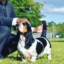 Zaritah - Basset Hound