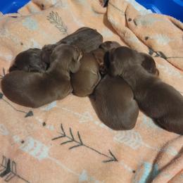 Dachshund puppies from Weenies on the Lake
