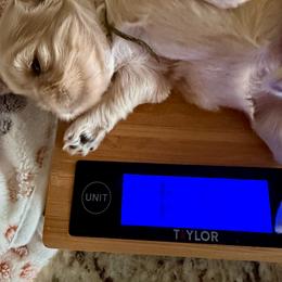 Olive - Sable and white female Shih Tzu puppy in Yorba Linda, California from AKC Registered Purebred Shihtzus