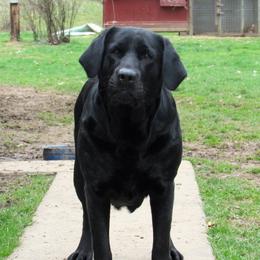 Cora - Labrador Retriever