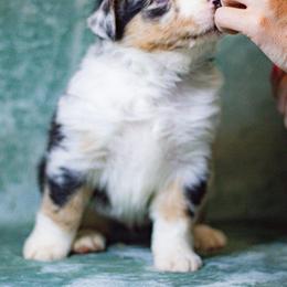 Australian Shepherd Puppies from Lovable Little Aussies