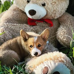Pembroke Welsh Corgi Puppies from Clearsky Corgis